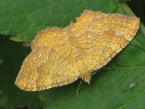 Gestreepte Goudspanner