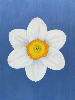 Flower Notes: Daffodil