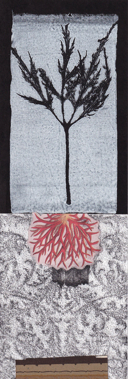 Cut Leaf Maple Arabesque