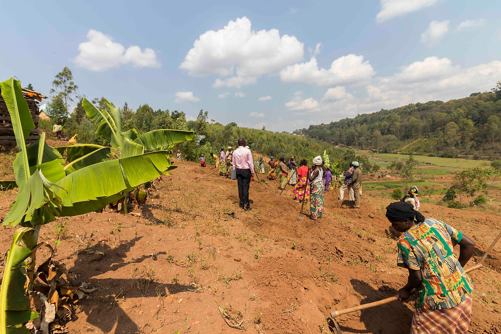 The community project