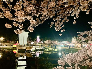 夜桜見物🌸 2025