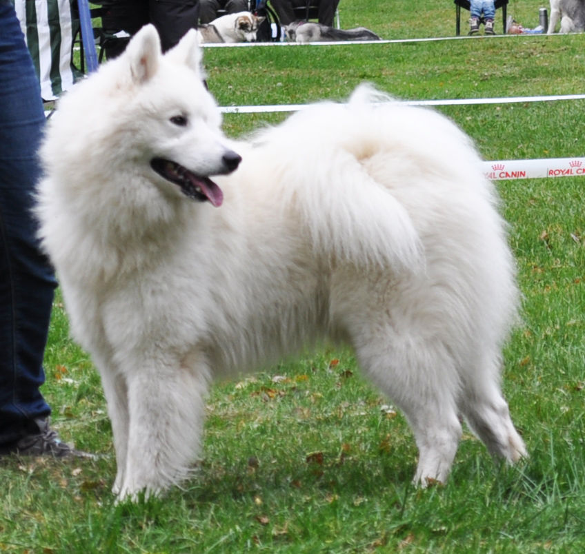 Akim Herrfallet 20141004_3.jpg
