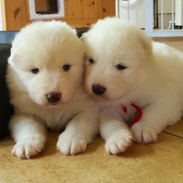 Herr Svart och fröken Röd vilar 😘