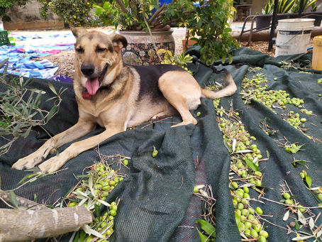 החיים הם כמו צנצנת זיתים כבושים