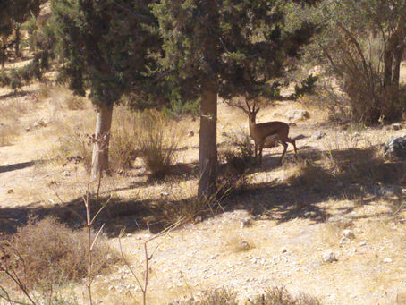 על טעמים ועל מסורת משפחתית