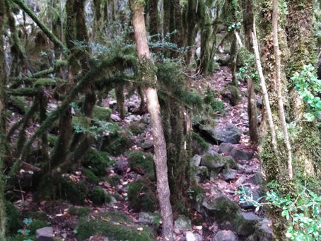 השראה מהיער הקסום, בשמורת אורדסה בפירינאים בספרד