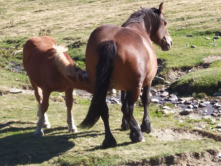 סוסה וסייח בפירינאים בספרד