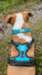 Miniaturbild: Privé Halsband - BLUE LUMOS