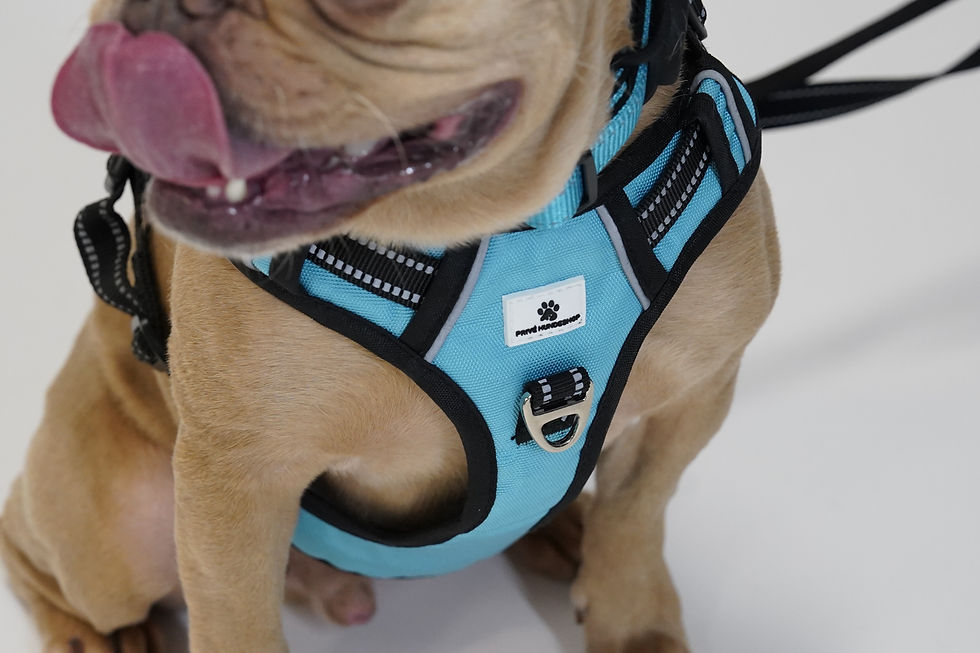 Miniaturbild: Privé Hundegeschirr - BLUE LUMOS