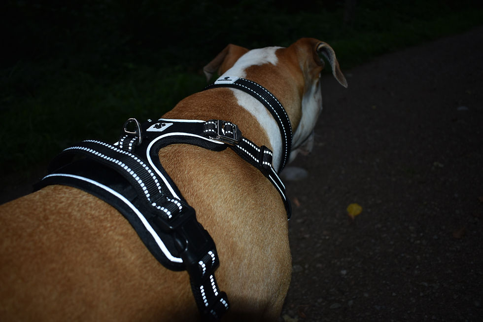Miniaturbild: Privé Hundegeschirr - BLACK LUMOS