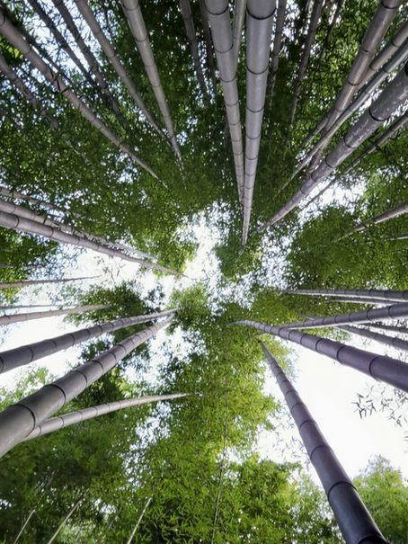 Among the Bamboo in Damyang