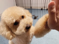 ワンちゃんとの効果的なコミュニケーション方法 