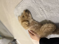 トイプードルはアレルギーが出ない？飼う前に知っておきたい本当のところ