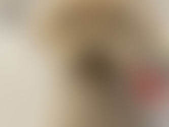 トイプードルとゆっくり過ごせる。大阪の完全個室犬カフェという新しい楽しみ方