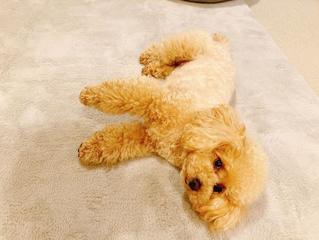 大阪の個室犬カフェとは?ゆっくり過ごせるプライベート空間の魅力
