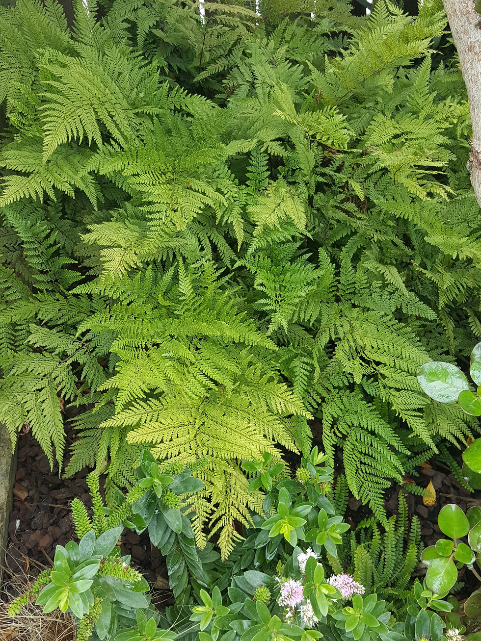 Thumbnail: Parapolystichum microsorum - Creeping Shield Fern (was Lastreopsis microsora)