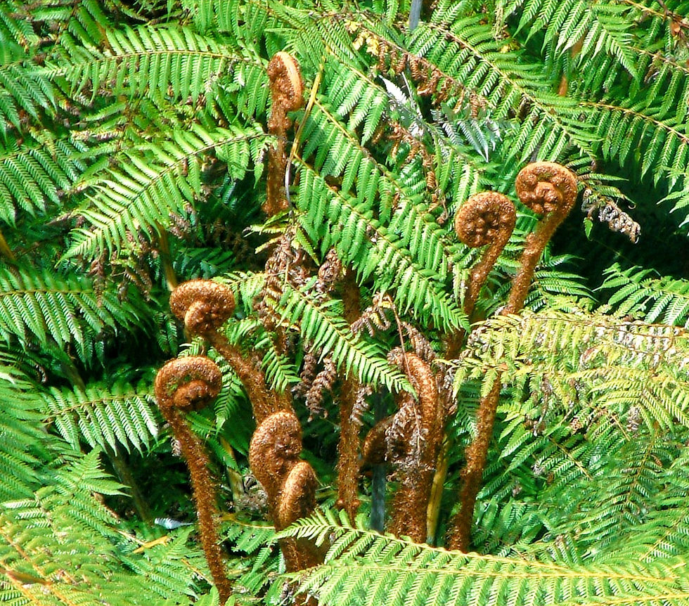 Thumbnail: Alsophila tricolor - Silver Fern, Ponga (was Cyathea dealbata)