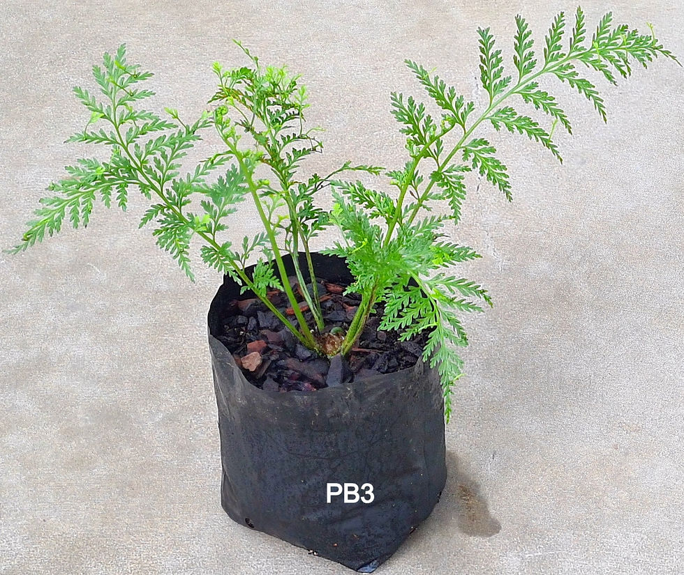 Thumbnail: Asplenium bulbiferum Chatham Island - Chatham Hen and Chicken