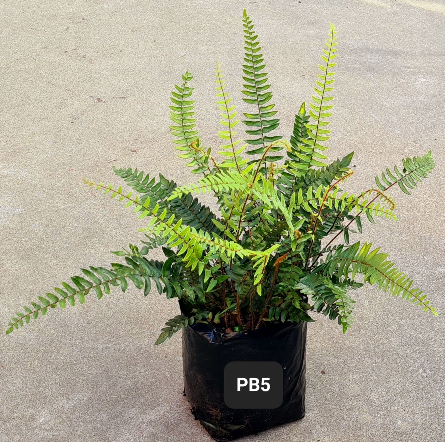 Pellaea falcata - Sickle Button Fern