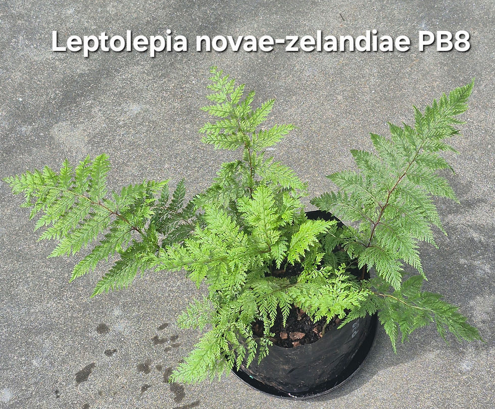 Thumbnail: Leptolepia novae-zelandiae