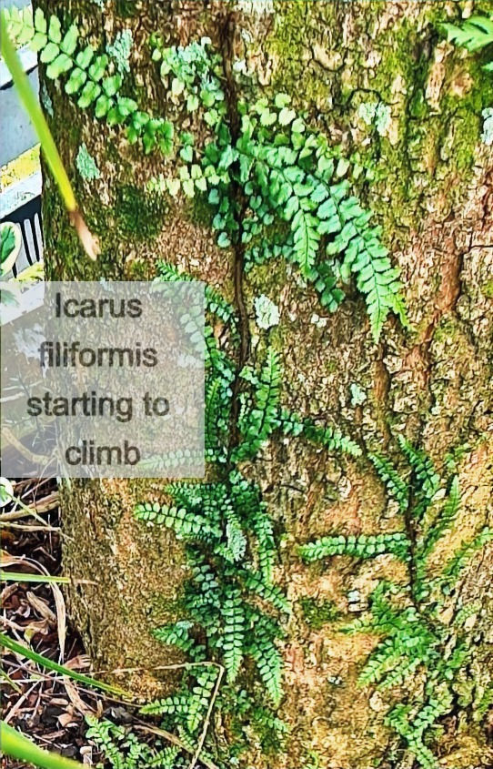 Thumbnail: Icarus filiformis - Climbing Blechnum (was Blechnum filiforme)