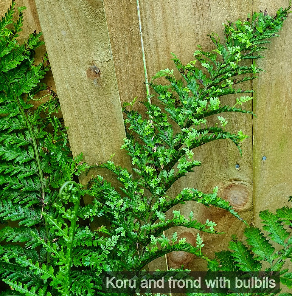 Thumbnail: Asplenium bulbiferum Chatham Island - Chatham Hen and Chicken