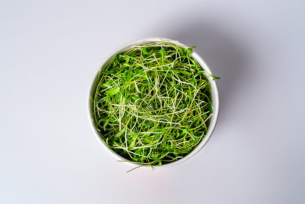 Miniatura: Microverdes de Coentro 