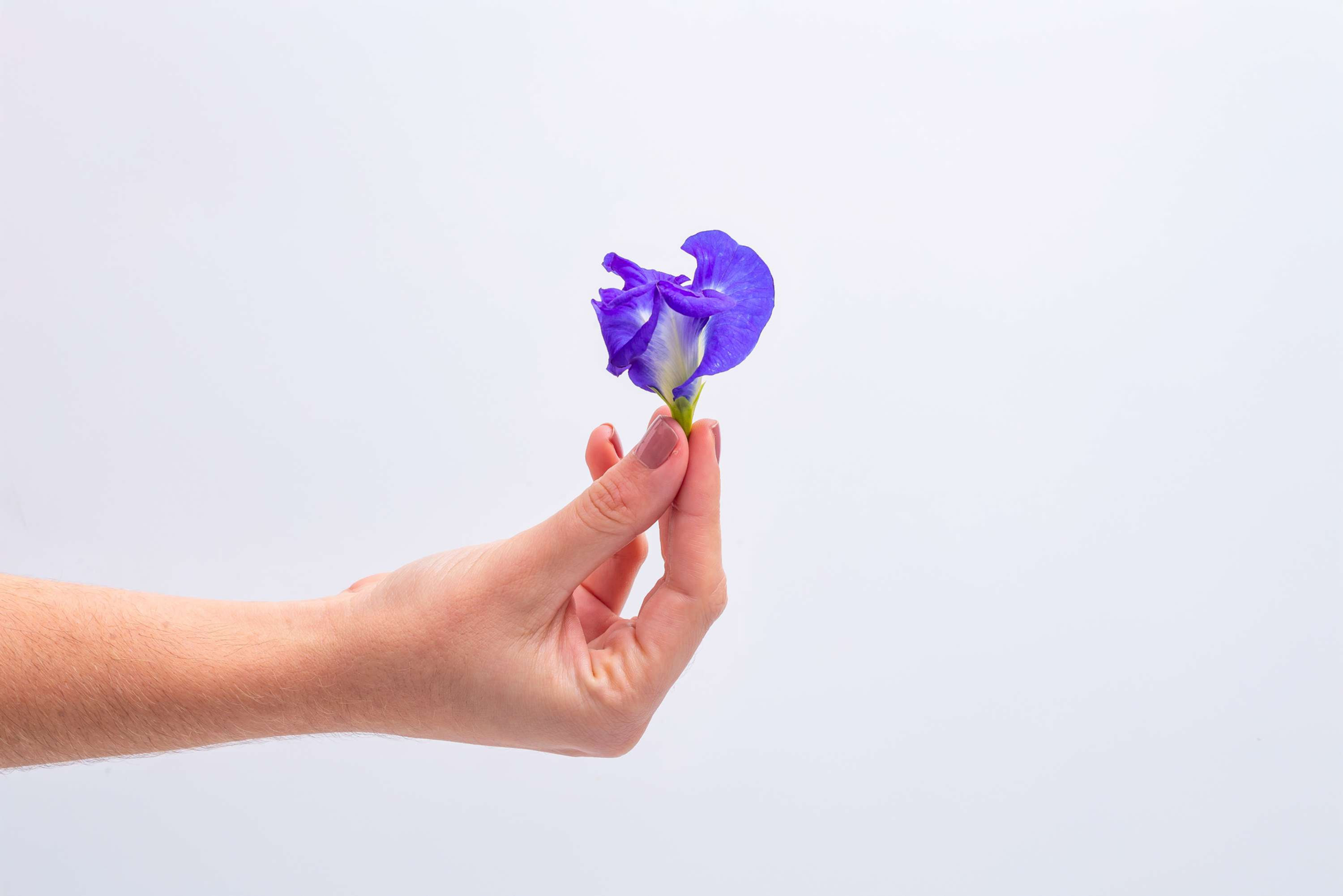 Unidade Flor Clitória