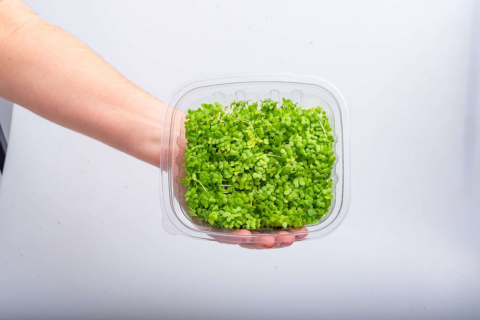 Microverdes de Mostarda