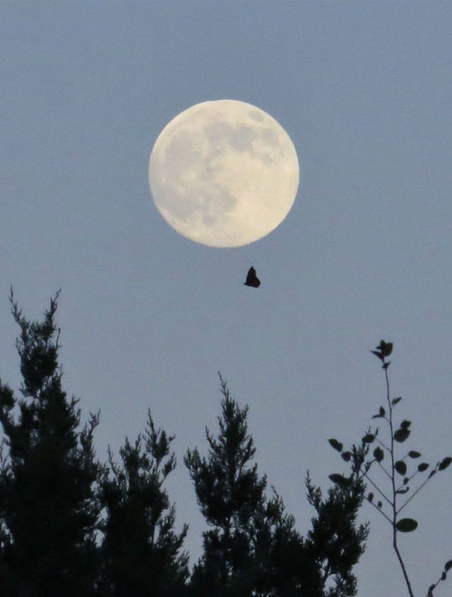 November full moon with monarch butterfly silhouette