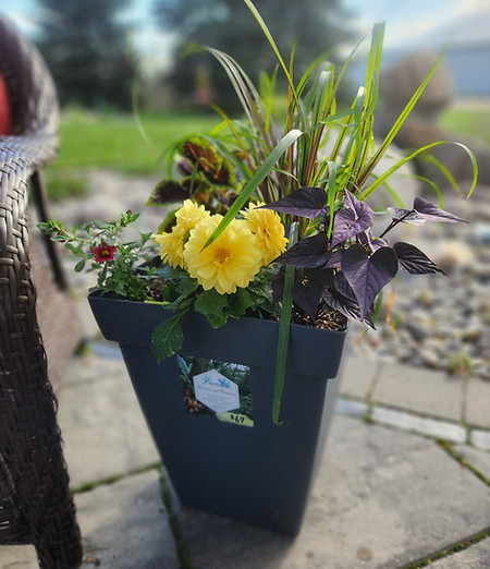 this pots adds colour to your space