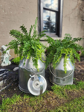 milk cans with ferns