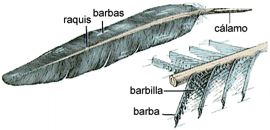 parte de las plumas imagen 8