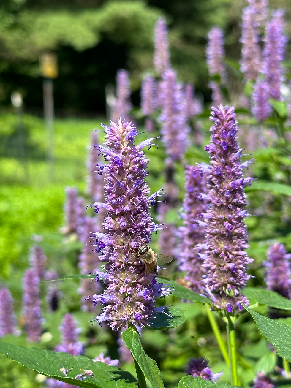 Farm direct, Domestic, Certified organic Anise Hyssop regeneratively grown in Vermont