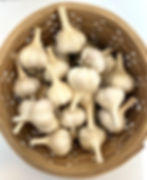 Organic Hard-Neck Garlic. Culinary or Seed Garlic