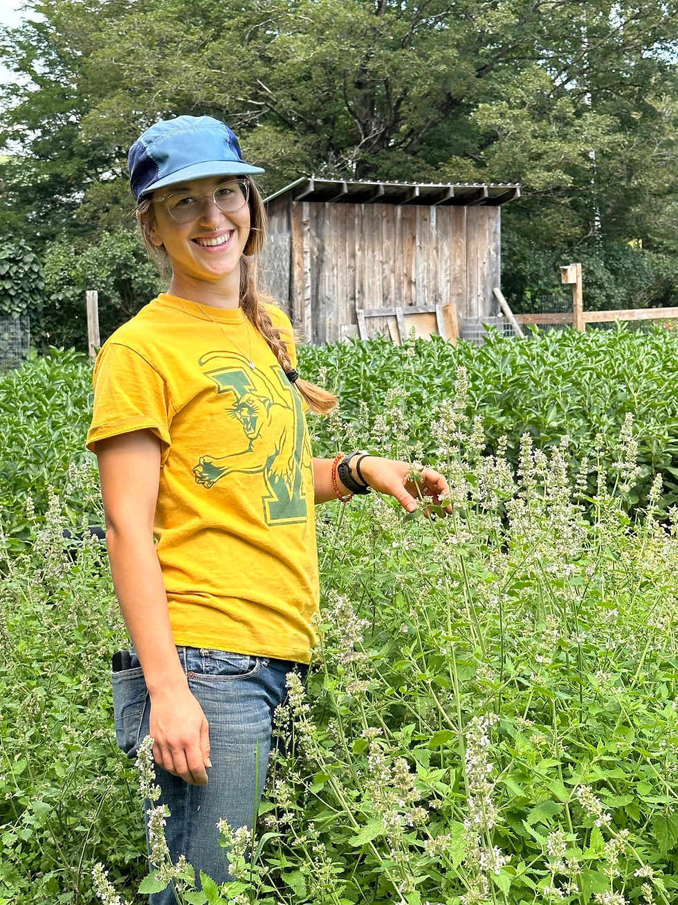 Farmer in Catnip Field