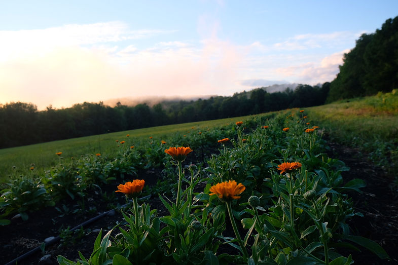 Calendula Field