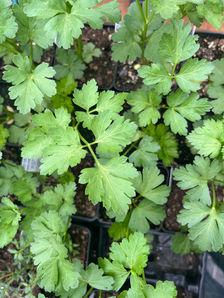 Parsley