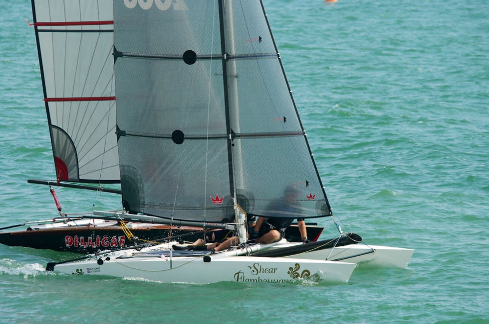 Shearwaters_Hastings_TT_2014_07_9253.jpg