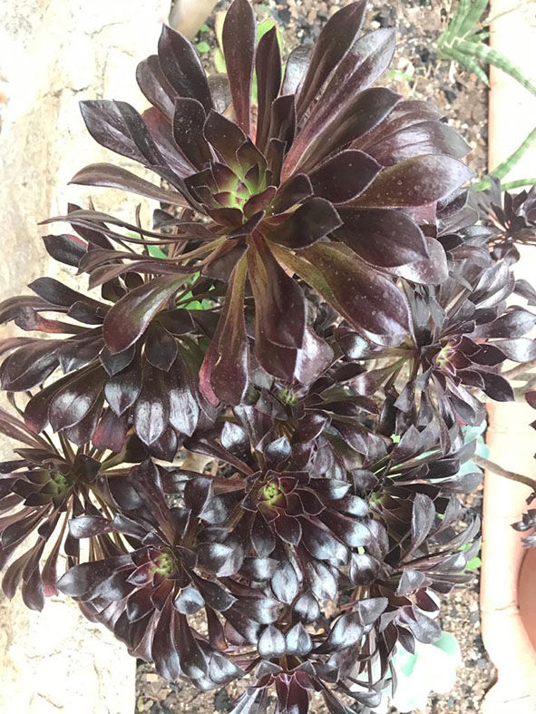 Aeonium arboreum atropurpureum-Lucilene