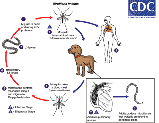 ciclo de vida dirofilaria immitis.gif