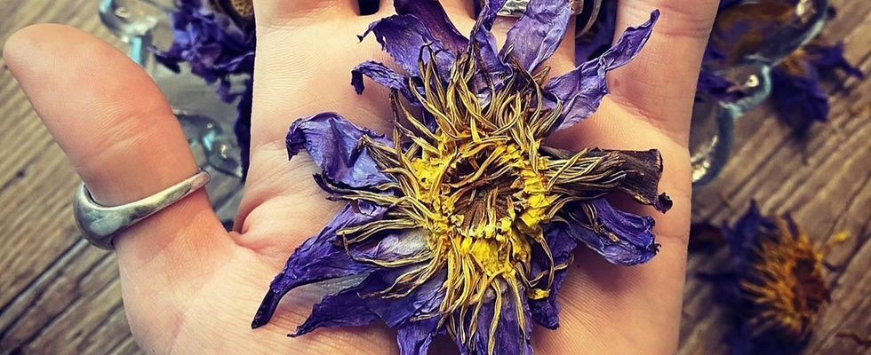 Blue Lotus Fiore di Loto Blu Nymphaea Caerulea