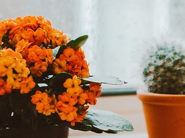 photo-of-indoor-plants-1982095_edited.jpg