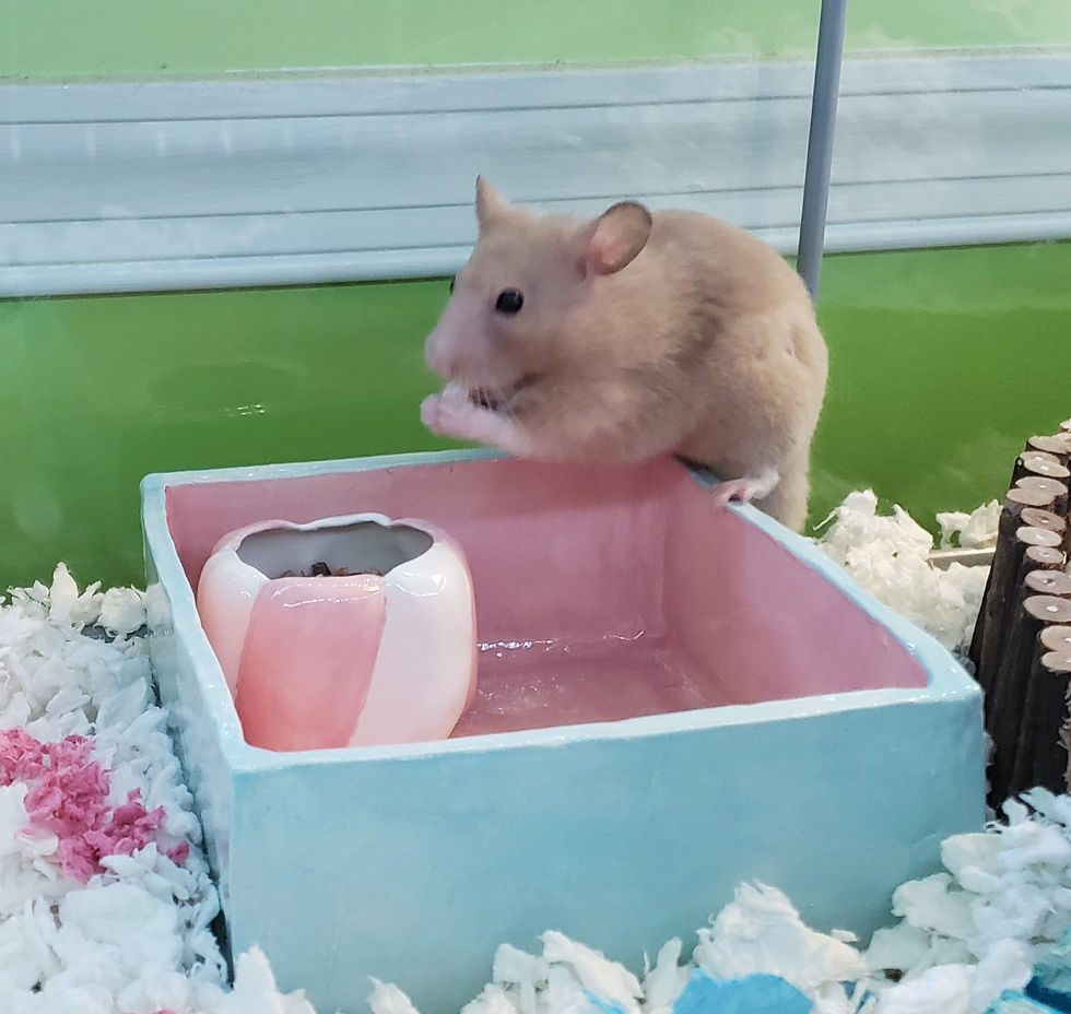 Thumbnail: Marshmallow Bowl