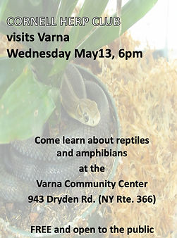 HerpClub.poster