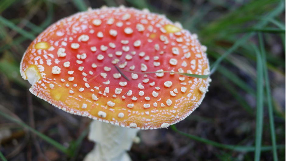 花卉居家療癒四季~秋季篇