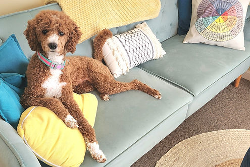 Peach the therapy dog at Healing Journey