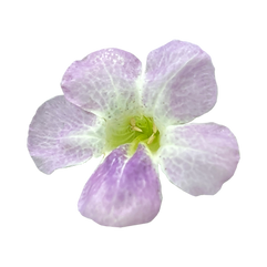 Untitled design (28).png