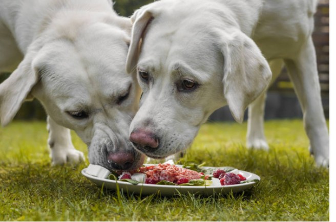 Raw diet options for your pets