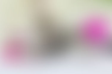 Introducing A New Kitten To Your Home